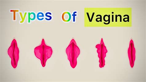 Human vaginal size